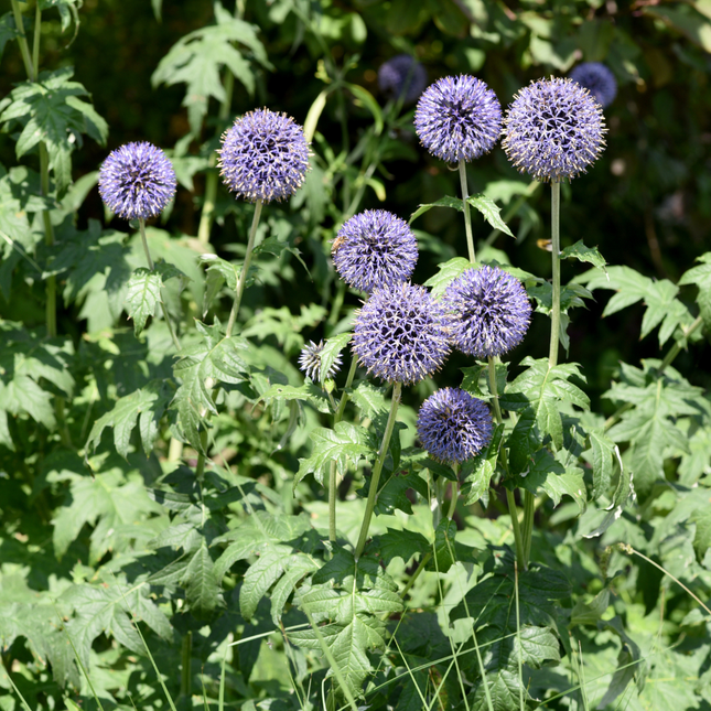 Kogeldistel - Echinops ritro - ↕10-25cm - Ø9cm - 6x