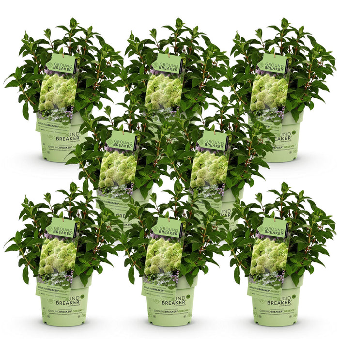 Hydrangea panniculata Groundbreaker Greeny - Pluimhortensia - Creme - ↕20-25cm - Ø14cm - 8x