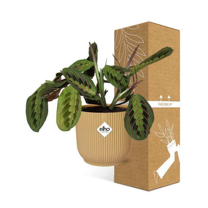 Maranta Leuconeura ‘Fascinator’ Tricolor in elho Vibes Fold Ø14cm geel