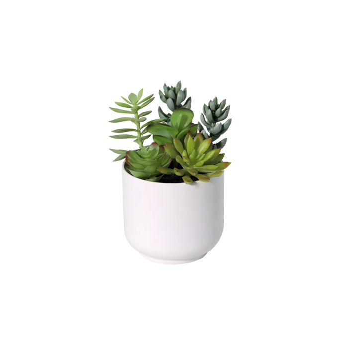 Plante grasse artificielle en pot blanc - ↕19cm