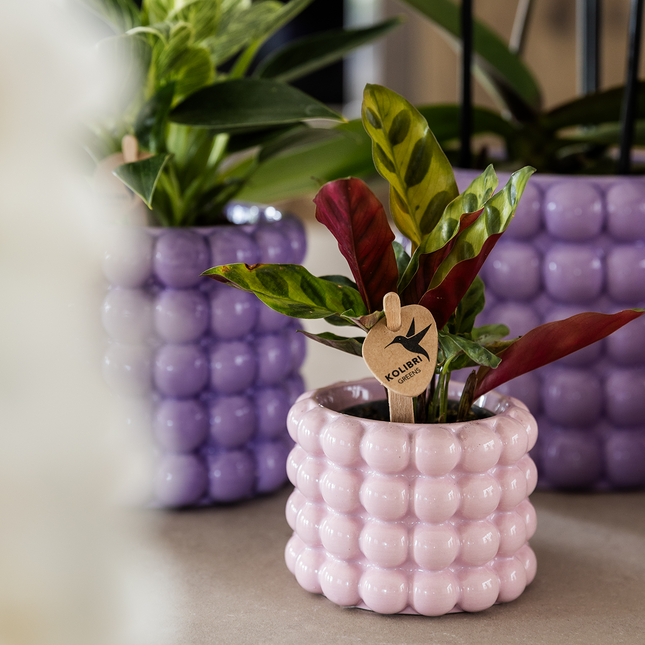 Kolibri Company | Valmue Mix Plantesæt | Lilla, hvid, fersken & pink med grønne planter Ø6 cm