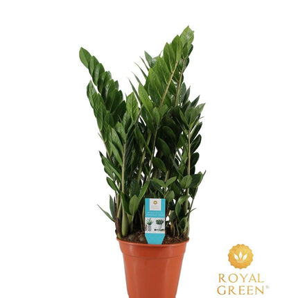 Zamioculcas - ZZ Plant - ↕75cm - Ø21cm