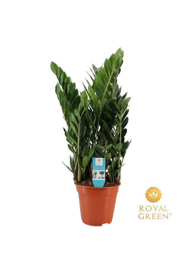 Zamioculcas - ZZ Plant - ↕75cm - Ø21cm