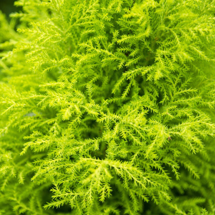 Cupressus Gold Crest Wilma - Indoor conifer - ↕85-95cm - Ø21cm