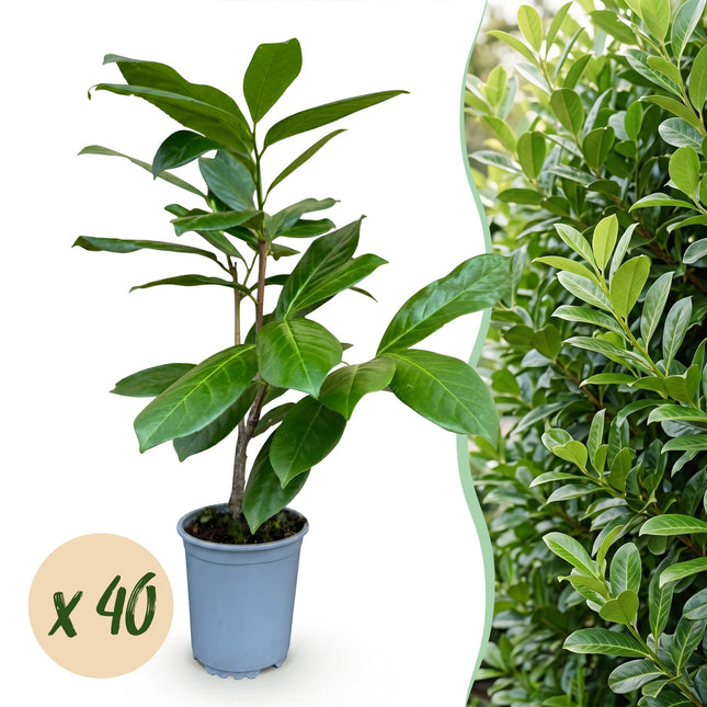 Prunus laur. Rotundifolia - Laurierkers - 40x Haagplanten - Groenblijvend - Groen - Pot 9cm - Hoogte 25-35cm