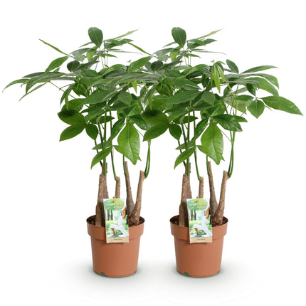 Pachira Aquatica multi trunk - Money tree - ↕50-55cm - Ø17cm - 2x