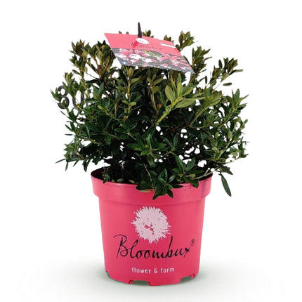 Dwerg Rhododendron - Rhododendron Bloombux Magenta - Bloeiende Buxus - Roze Bloem - ↕30-40cm - Ø17cm