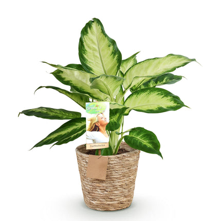 Dieffenbachia Camilla - with basket - ↕45-50cm - Ø17cm