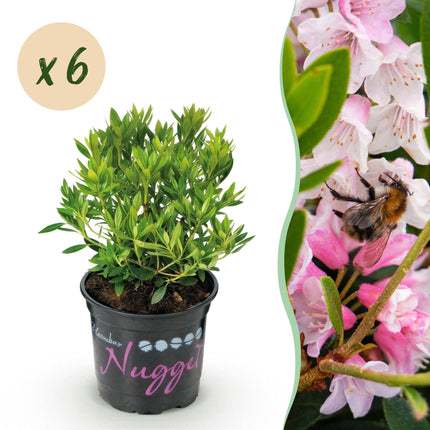 Dwerg Rhododendron - Rhododendron Bloombux Light Pink - Bloeiende Buxus - Licht Roze Bloem - ↕20-25cm - Ø10,5cm - 6x