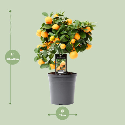 Citrus Calamondin - ↕40cm - Ø15cm