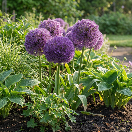 8x Allium Pinball Wizard - Bloembollen - Sierui Tovenaarsknikker - Paars - Zomerbloeier - Bolmaat 18/20