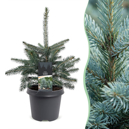 2x Picea pungens Glauca - Blauwe spar - Blauw - Kerstboom - Ø23cm - ↕60cm