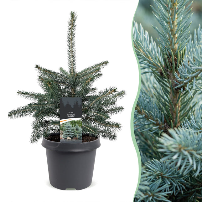 2x Picea pungens Glauca - Blauwe spar - Blauw - Kerstboom - Ø23cm - ↕60cm