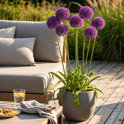 Bulbes de fleurs - Allium Purple Rain - Couleur violette - 40 pièces - Calibre 10/12