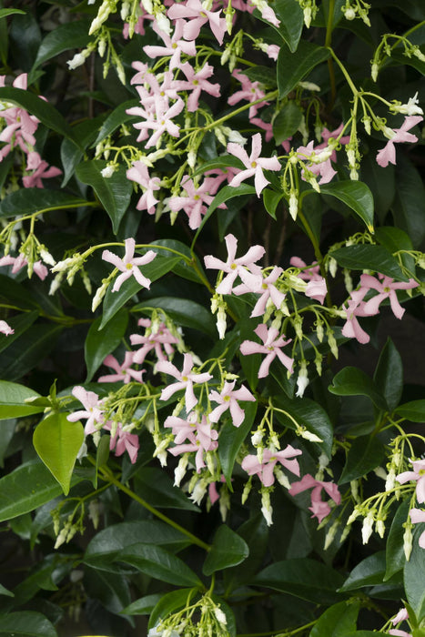 Trachelospermum 'Star of Ibiza' - Toscaanse Jasmijn Roze - ↕65cm - Ø15cm