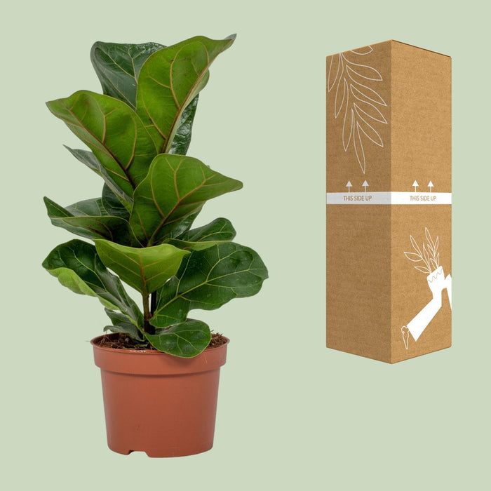 Ficus Lyrata - ↕30cm - Ø12cm
