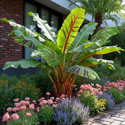 Bananier (Musa sikkemensis 'Red Tiger') - Rustique - Lot de 6 - Pot de 12 cm - Hauteur : 30 cm