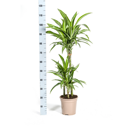 Dracaena Deremensis White Stripe mit Korb - ↕90-110cm - Ø21cm