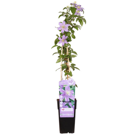 Clematis Justa - Clematis - ↕65cm - Ø15cm