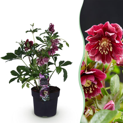 Lenzrose (Helleborus orientalis) 'Double Ellen Red' – Rote Blüte – 1 Pflanze – Immergrün – Topf: 14 cm, Höhe: 35 cm
