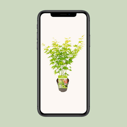Acer Palmatum Going Green - Japanse Esdoorn - ↕30cm - Ø15cm