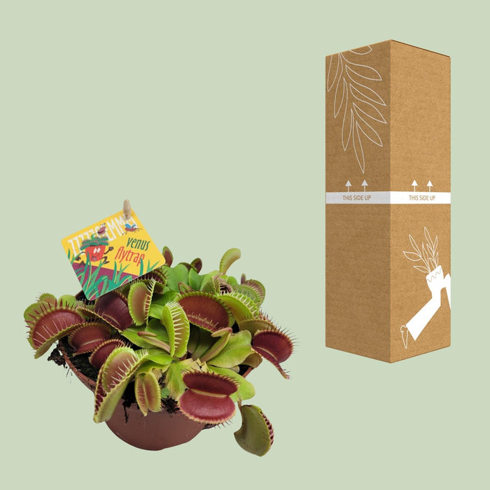Dionaea Muscipula - Venusvliegenval - ↕12cm - Ø12cm