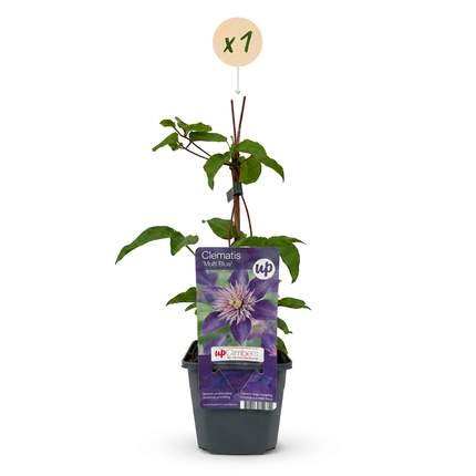 Clematis Multi Blue - Bosrank - Blauw - Klimplant - Ø9cm - ↕35cm