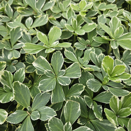 Pachysandra Terminalis 'Variegata' - Japanese spurge - ↕10-25cm - Ø9cm - 60x