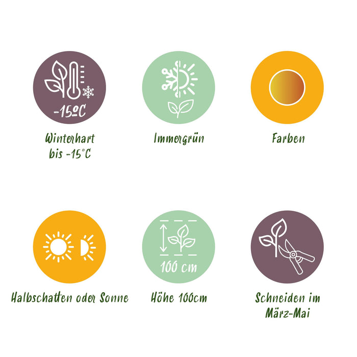 Leucothoe Curly Gold - Geel - 1 Plant - Groenblijvend - Weinig Onderhoud - Pot 17cm Hoogte 40cm