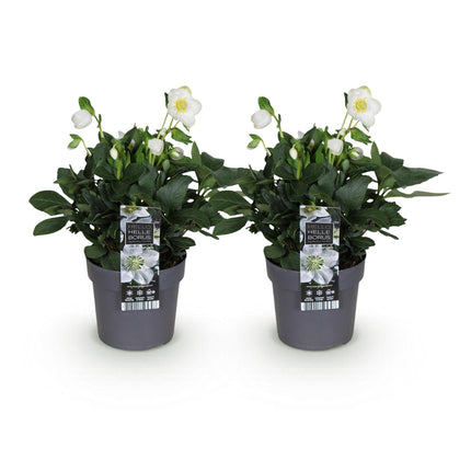 Kerstroos - Helleborus Christmas Carol  - Witte Bloem - ↕30cm - Ø14cm - 2x