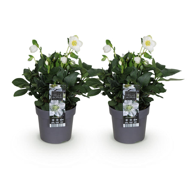 Schneerose - Helleborus Christmas Carol - Weiße Blume - ↕30cm - Ø14cm - 2x