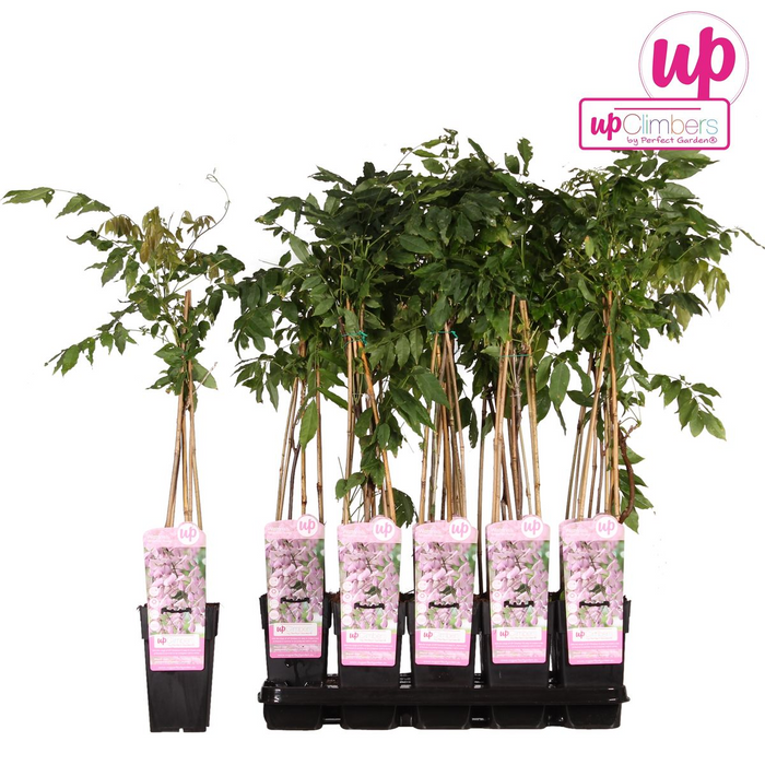Wisteria floribunda 'Rosea' - Roze regen - ↕65cm - Ø15cm