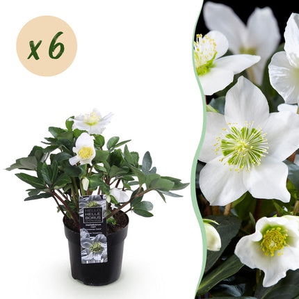 Kerstroos - Helleborus Christmas Carol  - Witte Bloem - ↕25cm - Ø10,5cm - 6x