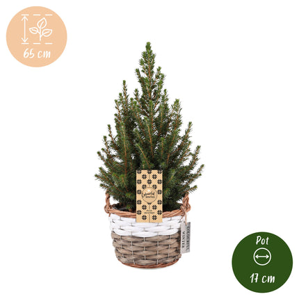 4x Picea glauca Conica - Kegelspar - Groen - Kerstboom - incl. mand - Ø17cm - ↕65cm