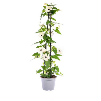 Suzanne der schönen Augen – Thunbergia alata Sunny Susy White – ↕60 cm – Ø13 cm – 4x