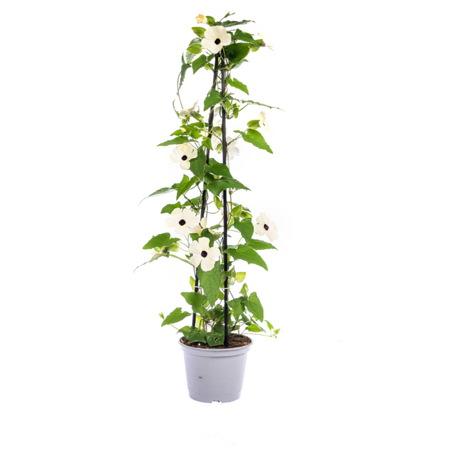 Suzanne der schönen Augen – Thunbergia alata Sunny Susy White – ↕60 cm – Ø13 cm – 4x
