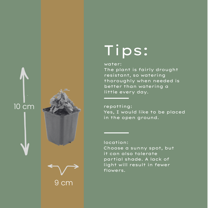 60x Erigeron karvinskianus - ↕10-25cm - Ø9cm