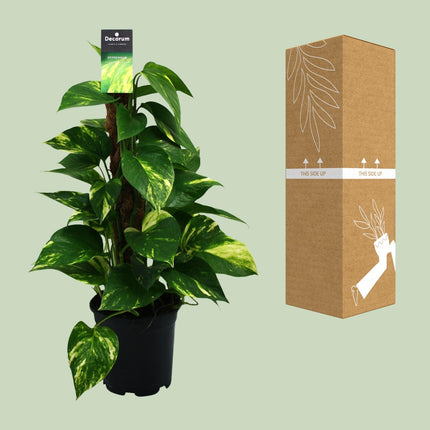 Scindapsus - Epipremnum - ↕50cm - Ø15cm