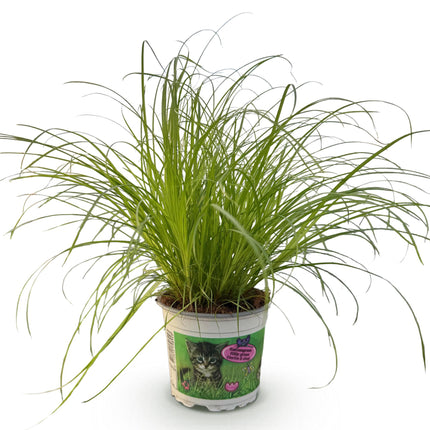 Cyperus alternifolius Zumula - Herbe à chat - ↕20cm - Ø12cm