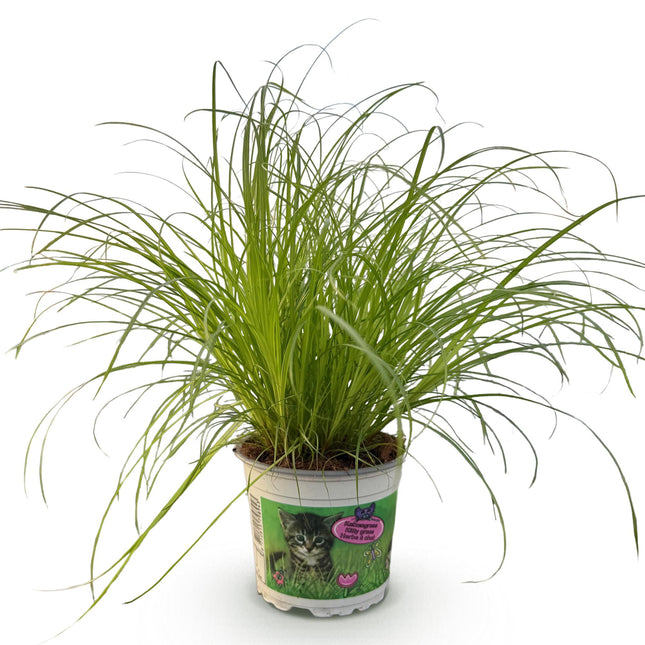 Cyperus alternifolius Zumula - Herbe à chat - ↕20cm - Ø12cm