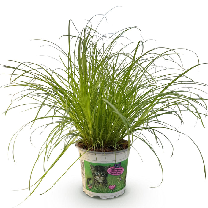 Cyperus alternifolius Zumula - Herbe à chat - ↕20cm - Ø12cm