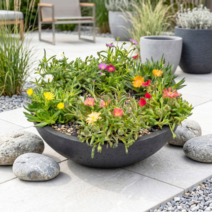 Delosperma mix - Ø7cm - ↕10-12cm - 12x