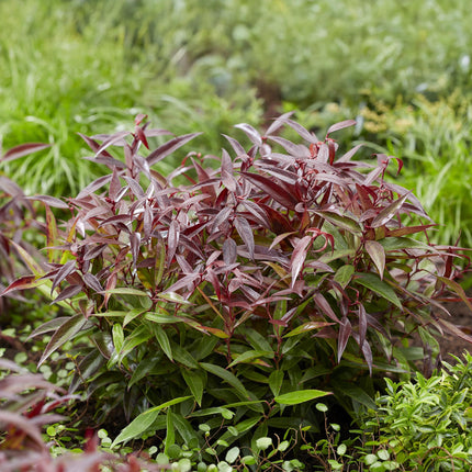 Leucothoe Burning Love - Rood - 2 Planten - Groenblijvend - Weinig Onderhoud - Pot 17cm Hoogte 45cm