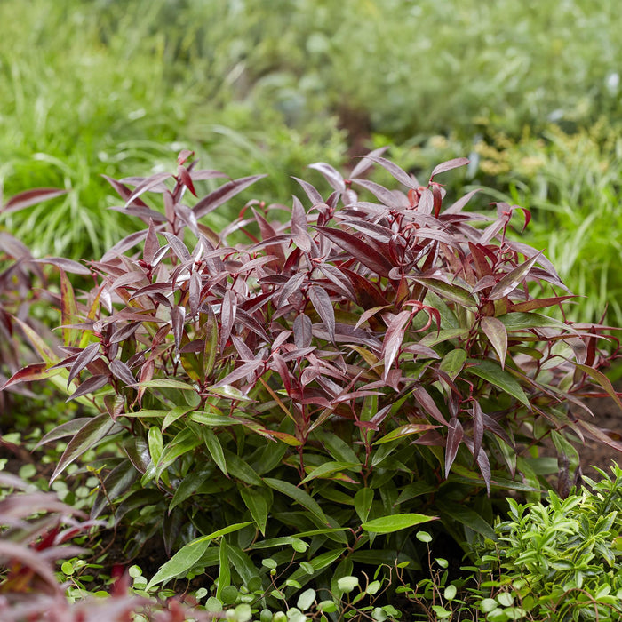 Leucothoe Burning Love - Rood - 2 Planten - Groenblijvend - Weinig Onderhoud - Pot 17cm Hoogte 45cm