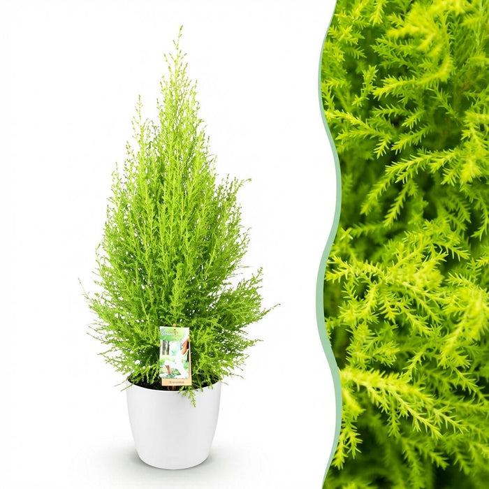 Cupressus Gold Crest Wilma - Kamer conifeer - met witte plantenpot - ↕85-95cm - Ø21cm