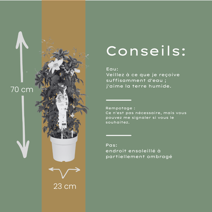 Clematis Double Up Barnadine + Masa - ↕70cm - Ø23cm