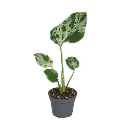 Monstera Deliciosa Bulbarsaur - Groen - Tropisch - Ø6cm - ↕18cm