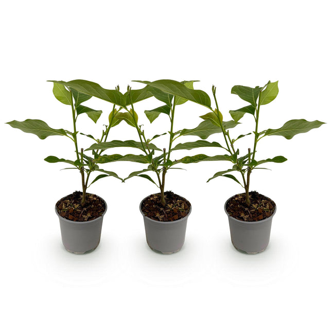 Magnolia stellata - Flower White - ↕30cm - Ø12cm - 3x