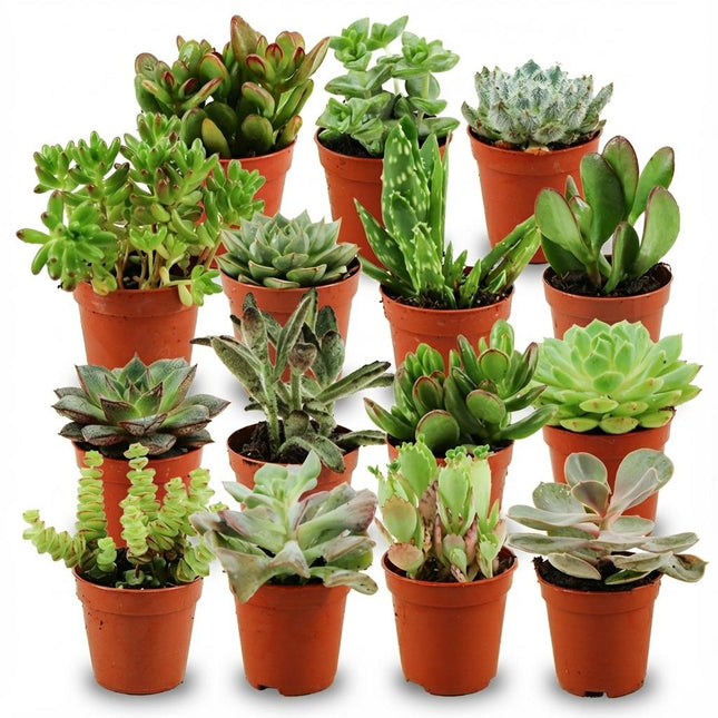 Mini-Sukkulenten-Mix – ↕5–10 cm – Ø5,5 cm – 15 Stück