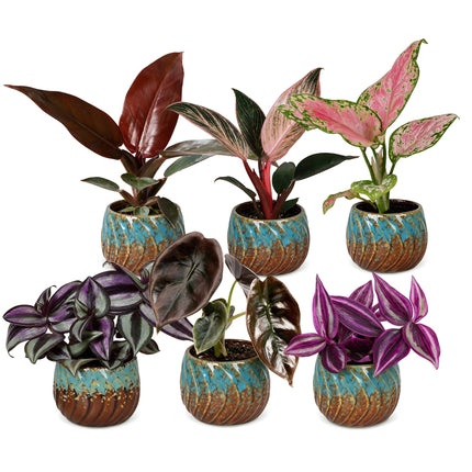 Baby Planten Paradise Mix - Diversen 6x - Tropisch - incl. Copper Reef - Ø6cm - ↕10-15cm